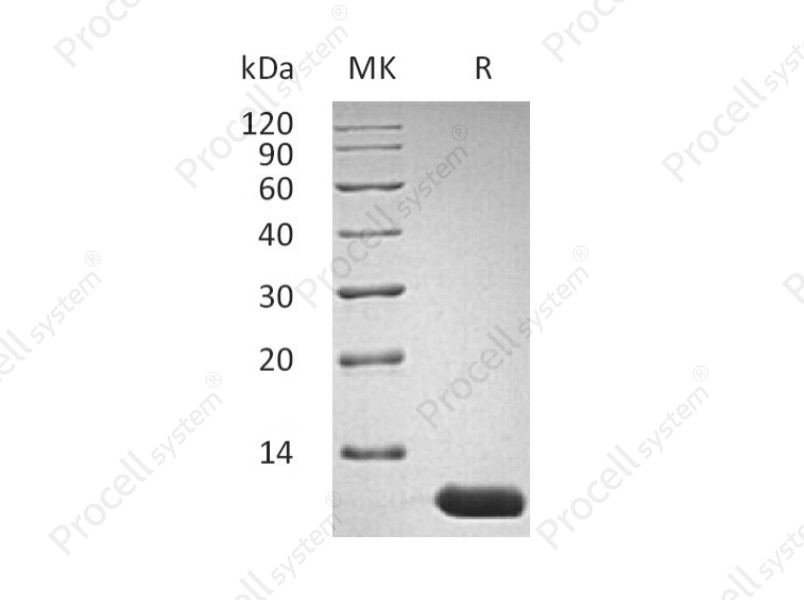 IL-13/P600, Mouse, Recombinant