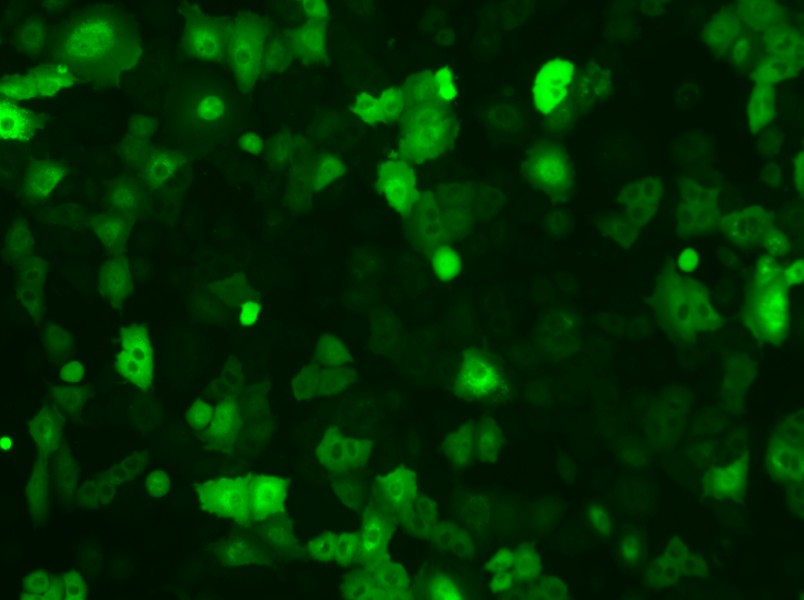 A549-GFP Cell Complete Medium-searchlist-1