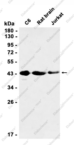 Recombinant Protein Kinase A regulatory subunit I alpha Monoclonal Antibody - 1