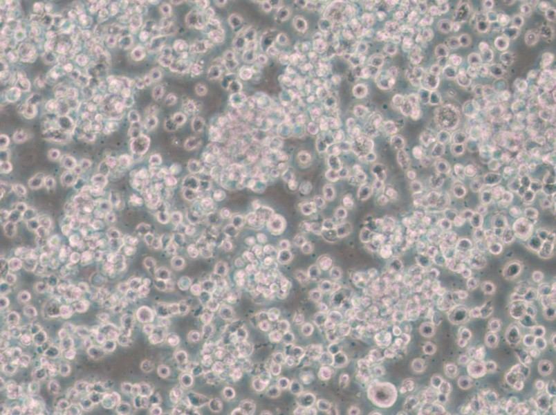 CTLL-2 Cell Complete Medium - small - 4