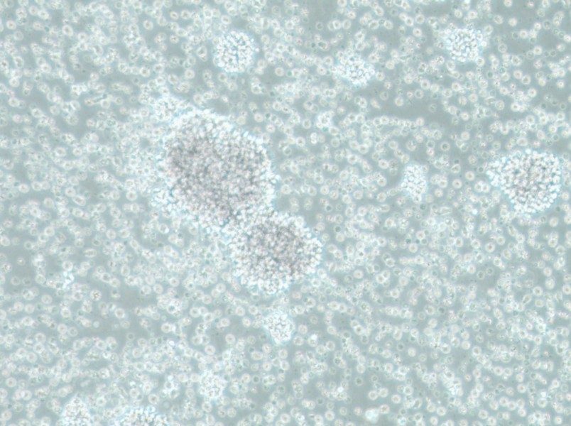 SU-DHL-10 Cell Complete Medium-searchlist-1