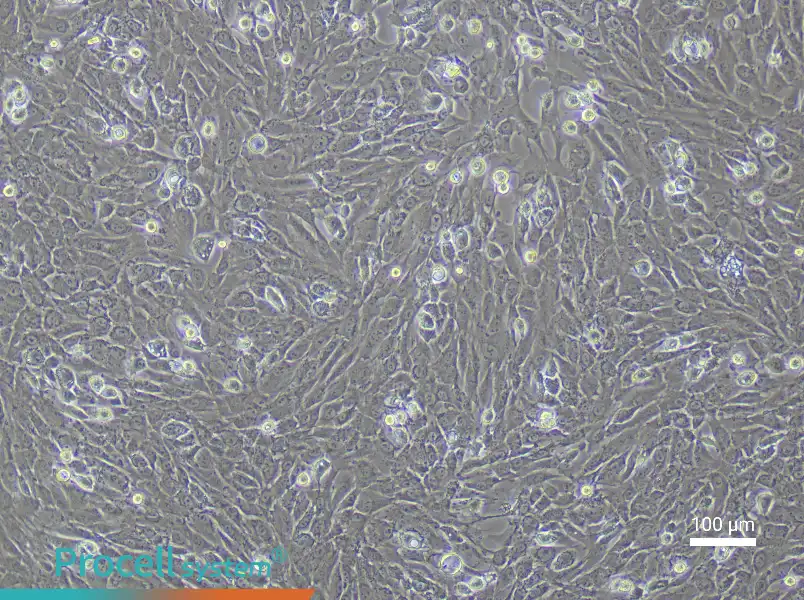 Rabbit Chondrocyte Complete Medium - 2
