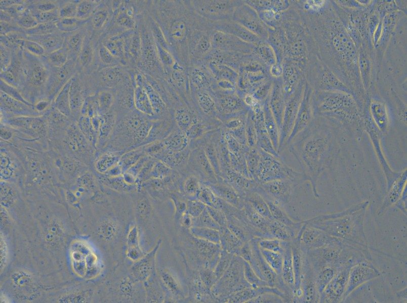 COV362 Cell Complete Medium - small - 6