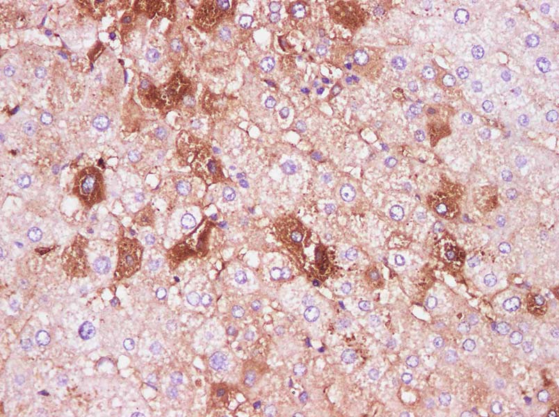 Purified Anti-Mouse CD45 Antibody[M1/9.3.4.HL.3]-产品推荐-1