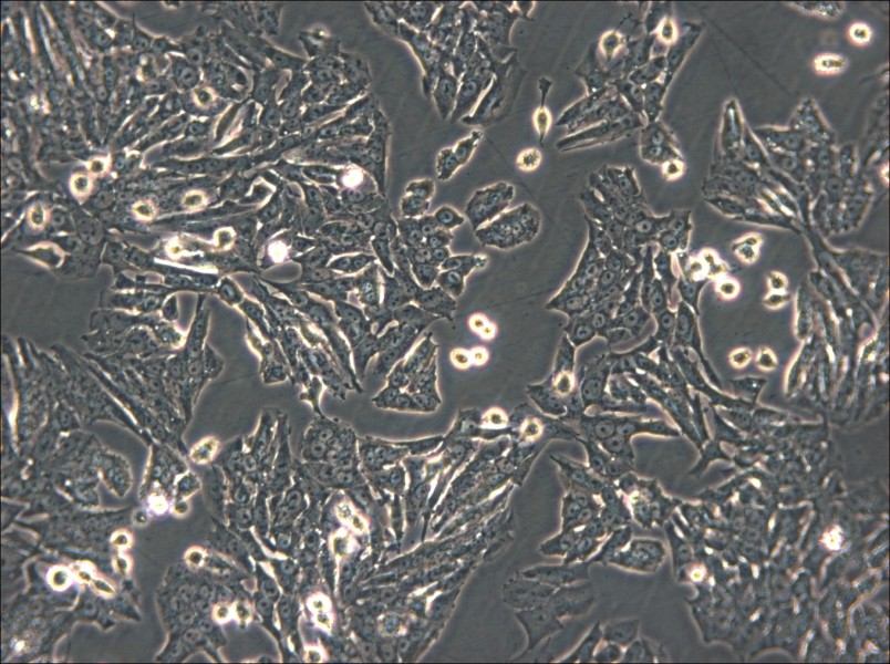 Y1 [Y-1] Cell Complete Medium - 6