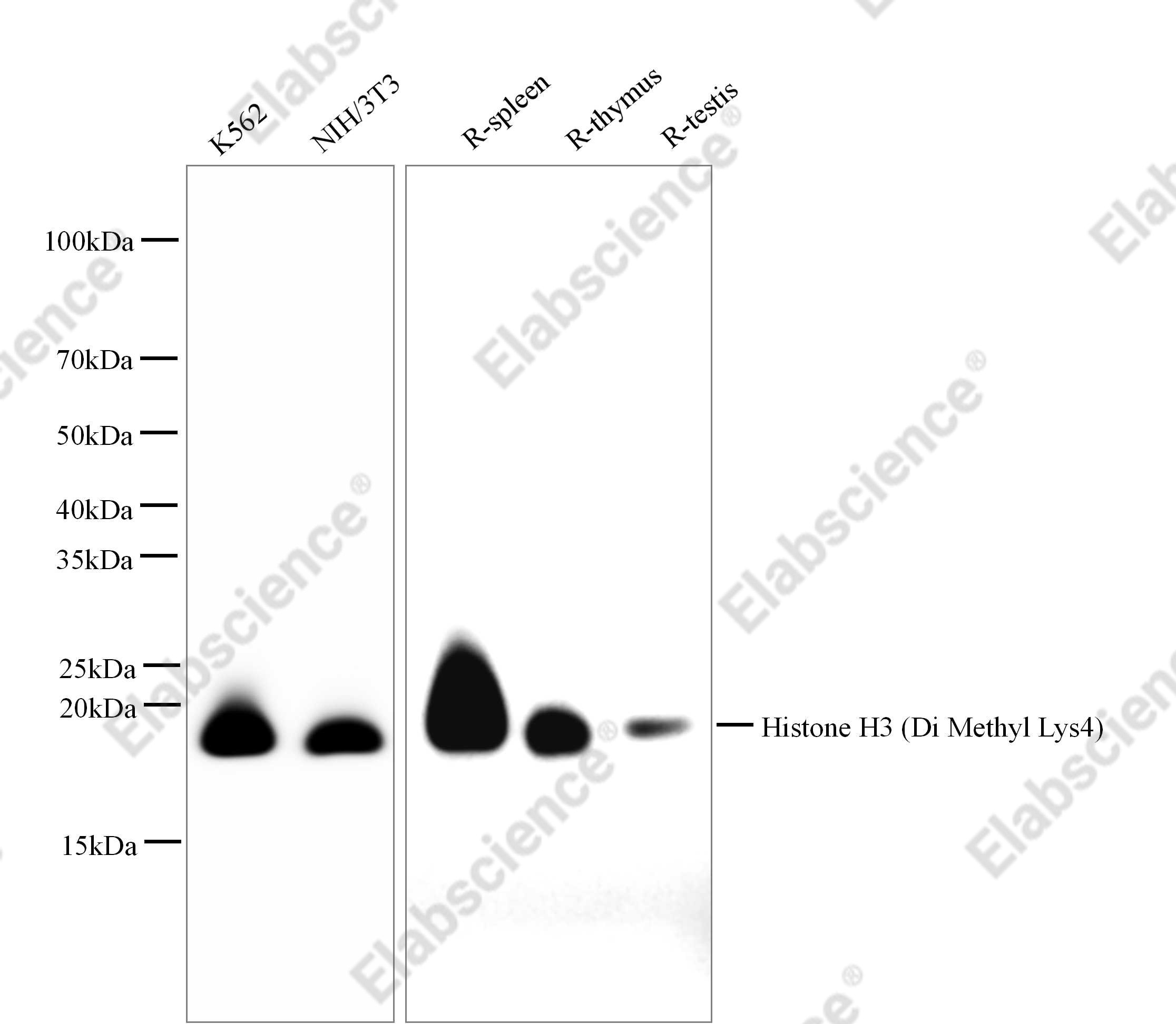 Recombinant Histone H3 (Di Methyl Lys4) Monoclonal Antibody - 1