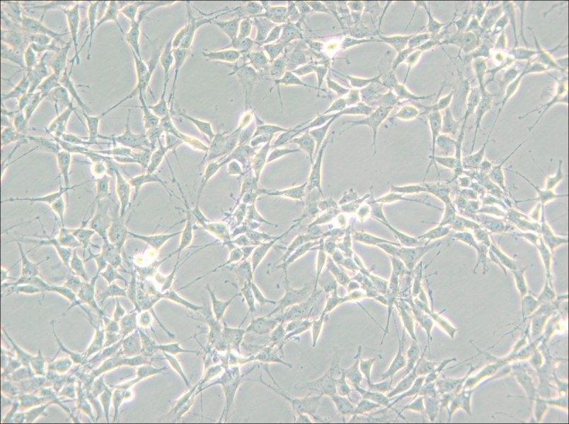 RG2[D74] Cell Complete Medium - 4