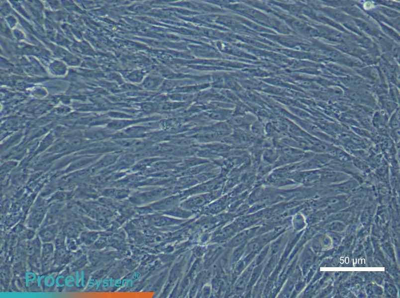 Rabbit Bone Marrow Mesenchymal Stem Cells - 4
