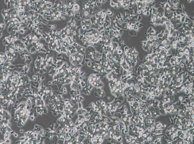 OE19 Cell Complete MediumOE19 Cell Complete Medium - 2