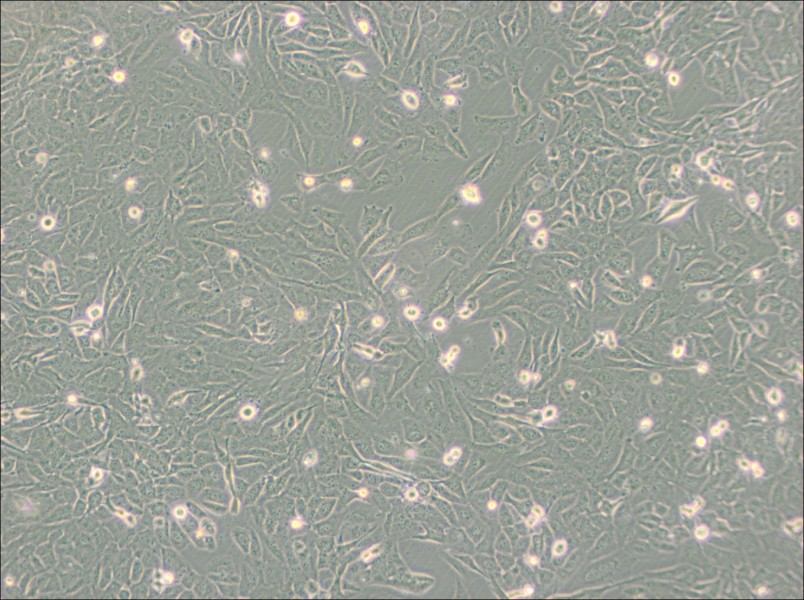 SW872 (DMEM) Cell Complete MediumSW872 (DMEM) Cell Complete Medium - 3