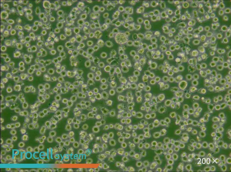 U266 [U266B1] Cell Complete Medium - small - 6