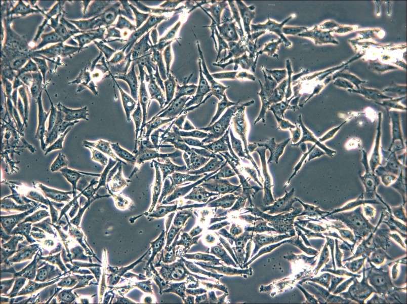 SK-MEL-2 Cell Complete Medium - 4