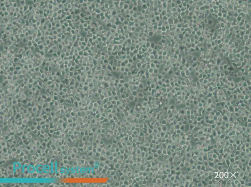 C1498-LUC Cell Complete Medium - 4