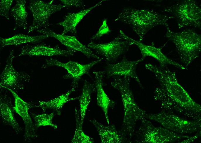 LAMP2/CD107b Monoclonal Antibody - small - 2