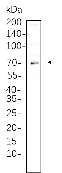 Recombinant Phospho-Syk (Tyr525/526) Monoclonal Antibody-searchlist-1