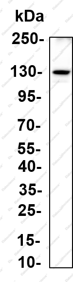 Recombinant PER2 Monoclonal Antibody - 1
