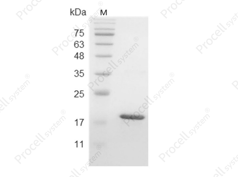 LIF, Human, Recombinant