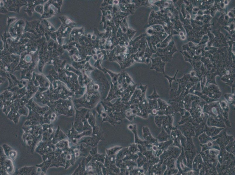 LS180 Cell Complete Medium - 5