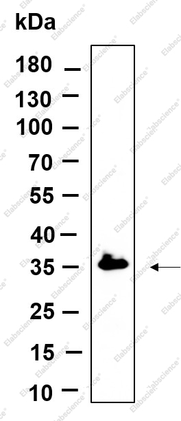 Recombinant C7orf42 Monoclonal Antibody - 1