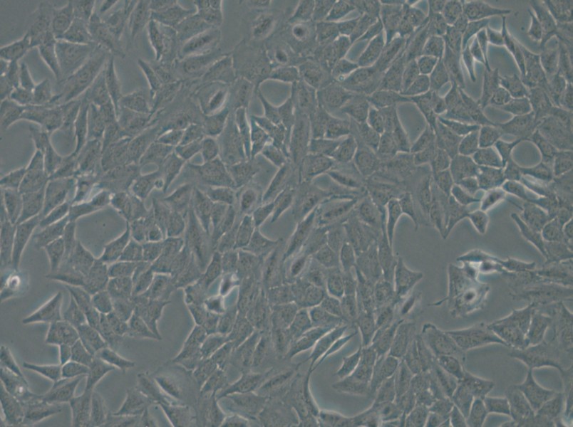 Py230 Cell Complete Medium - 4