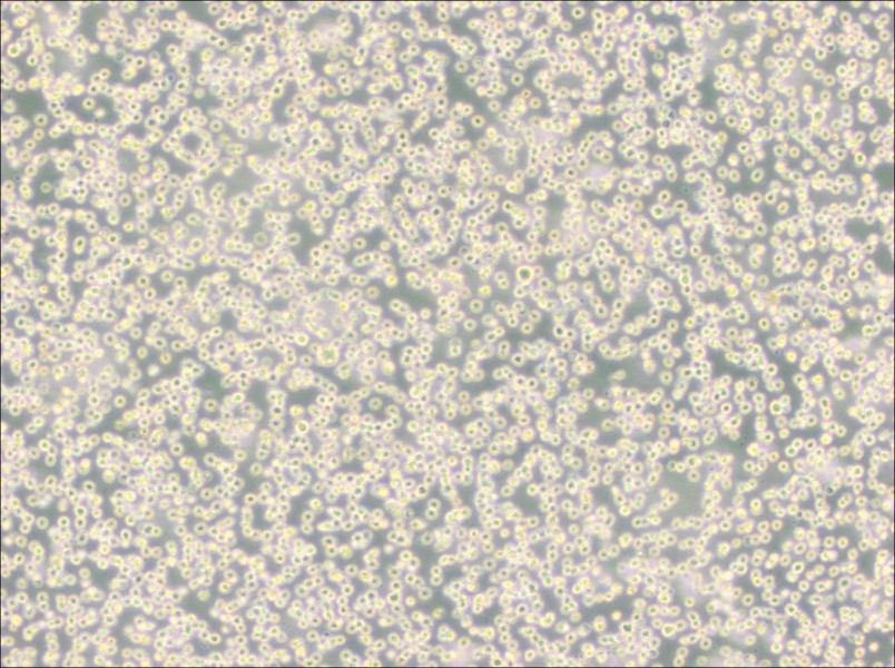 DB Cell Complete Medium-searchlist-1