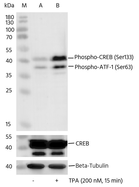 Recombinant Phospho-CREB (Ser133) Monoclonal Antibody - small - 4