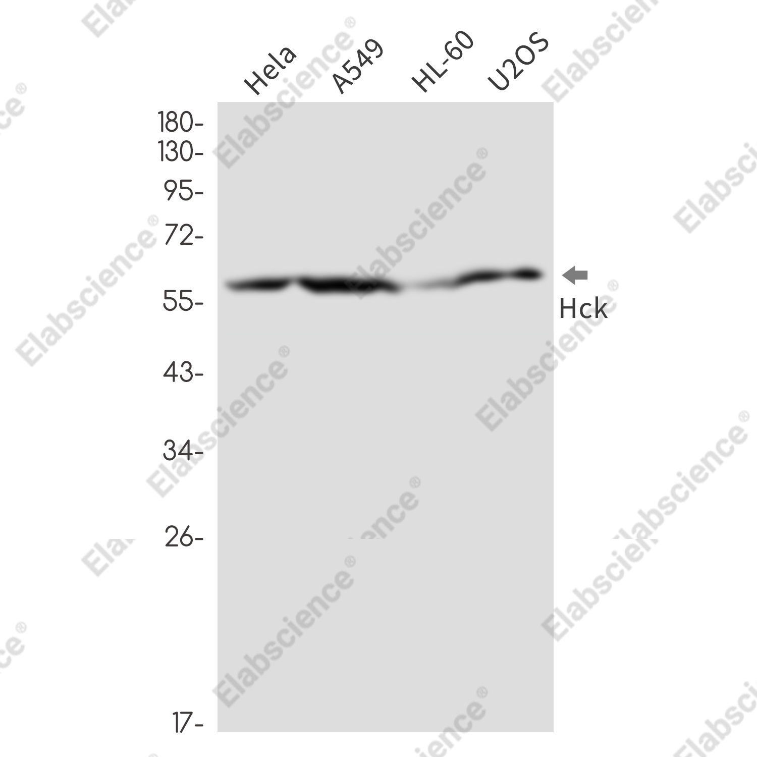 Recombinant Tyrosine Protein Kinase HCK Monoclonal Antibody - 1