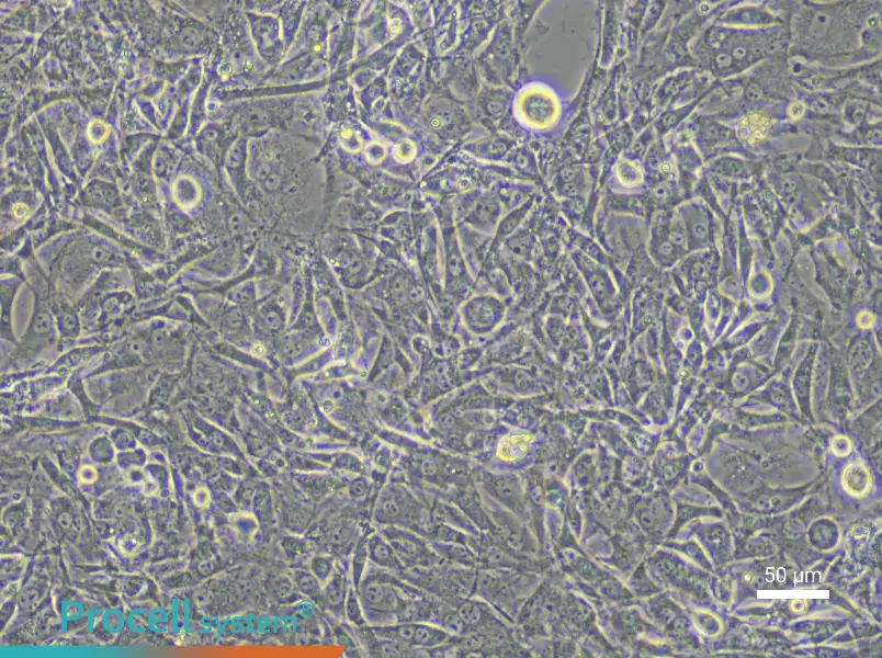 Mouse Tendon Fibroblast Complete Medium - 4