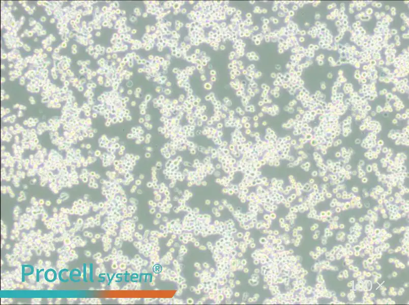 MR1 Cell Complete MediumMR1 Cell Complete Medium - 2