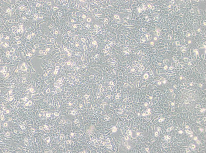 SN12C Cell Complete MediumSN12C Cell Complete Medium - 2