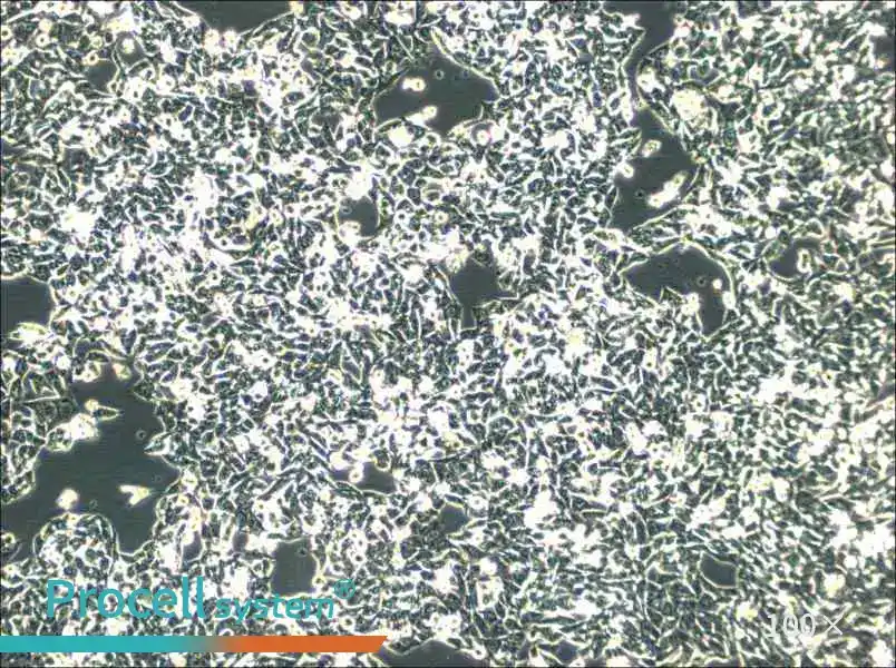 SK-CO-1 Cell Complete Medium - 1