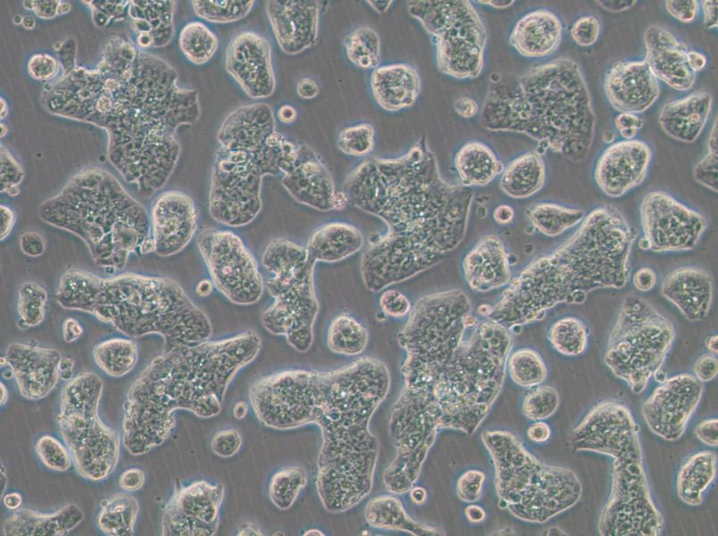 NCI-H1781 Cell Complete Medium - small - 4