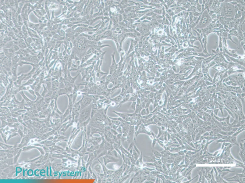 Renca-LUC Cell Complete MediumRenca-LUC Cell Complete Medium - 3