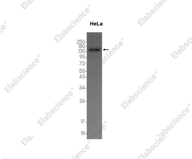 Recombinant VPS11 Monoclonal Antibody - 2