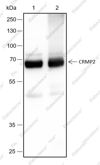 Recombinant CRMP2 Monoclonal Antibody - 2