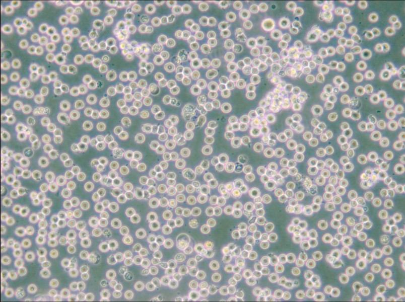JM Cell Complete Medium - 4