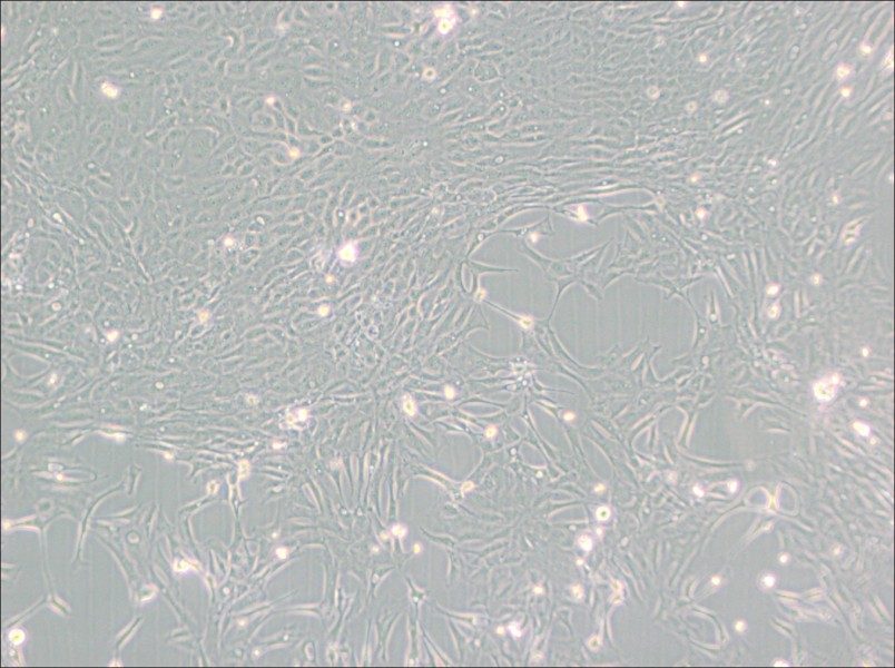 Pt K1 [NBL-3] Cell Complete Medium - 3
