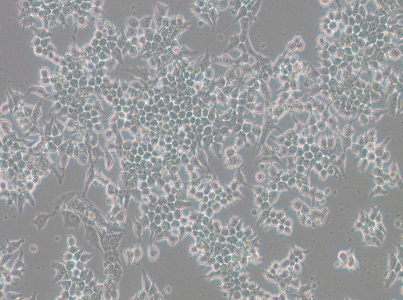 266-6 Cell Complete Medium - small - 6