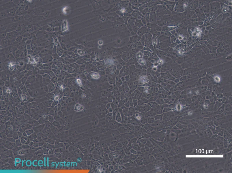SCaBERSCaBER - 2