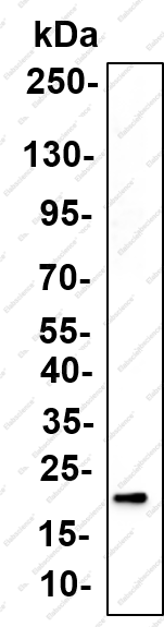 Recombinant Cleaved Caspase-1 (Asp297) Monoclonal Antibody - 1