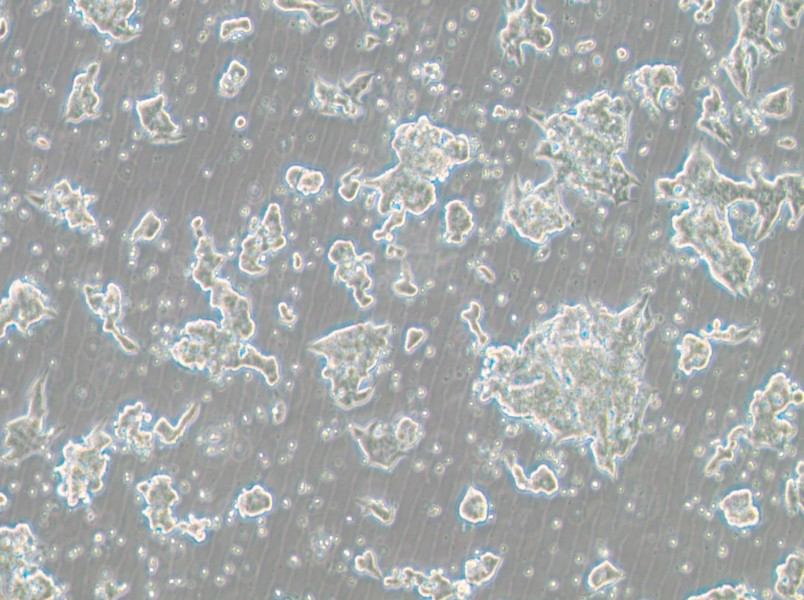 NCI-H209 [H209] Cell Complete Medium - 3