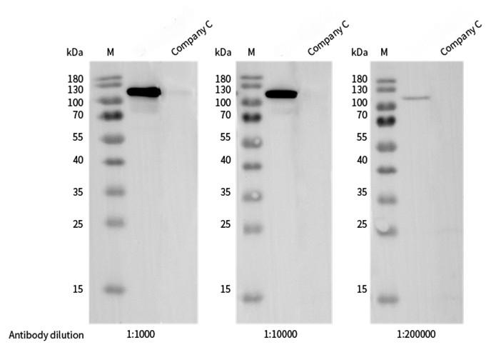 Recombinant Phospho-Stat6 (Tyr641) Monoclonal Antibody - small - 2