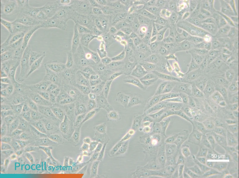 MA-104 [MA104] Cell Complete Medium - small - 6