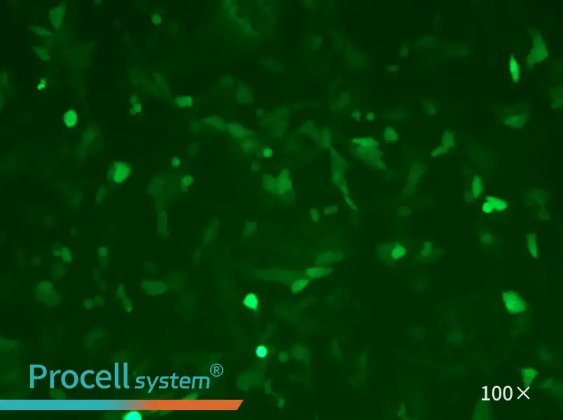 MC38-GFPMC38-GFP - 2