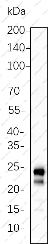 Recombinant MOB1 Monoclonal Antibody - 1