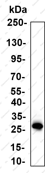 Recombinant RAB27B Monoclonal Antibody - 2