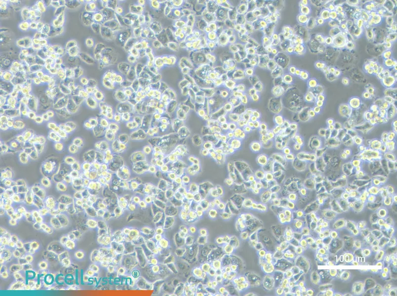 GCIYGCIY - 2
