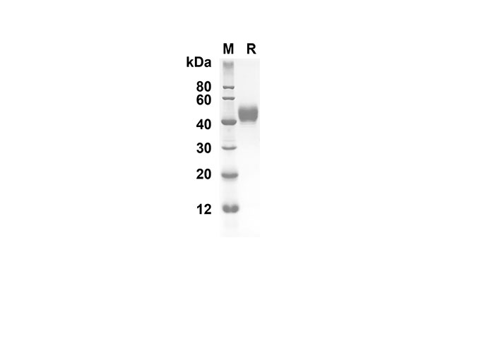 Recombinant Mouse IL-5 Protein(Fc Tag)-1