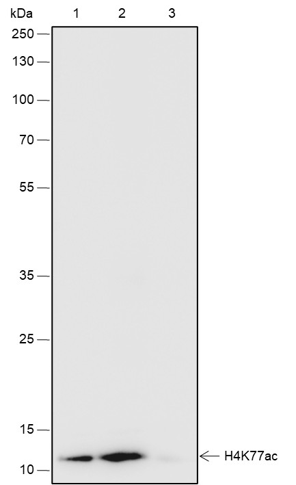 Recombinant Histone H4 (Acetyl Lys77) Monoclonal Antibody - small - 8