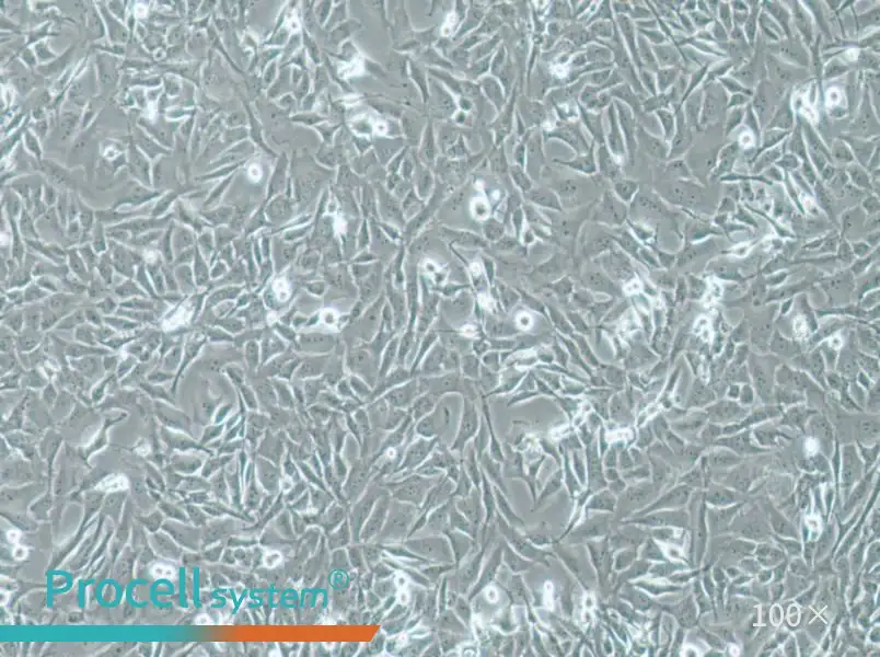 SW1271 Cell Complete Medium - 1